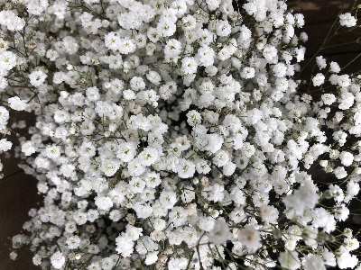 Baby's Breath bunch