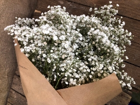 Baby's Breath bunch